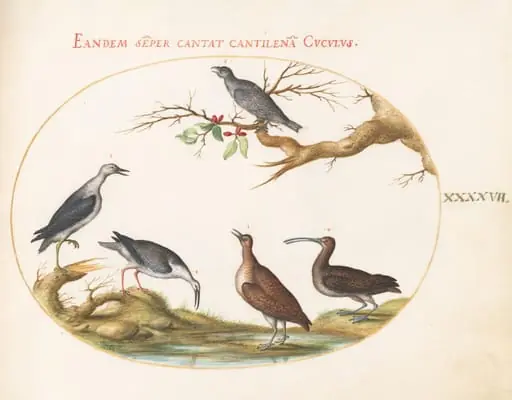Plate 47: Shore Birds with a Perching Bird, by Joris Hoefnagel