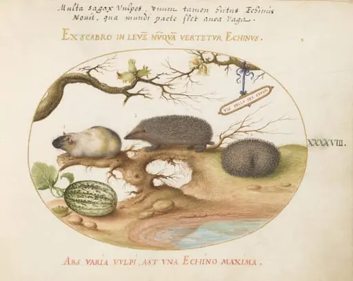 Plate 48: Guinea Pig and Hedgehogs with Melon and Cobnuts, by Joris Hoefnagel