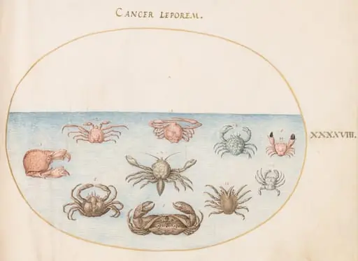 Plate 48: Ten Crabs, by Joris Hoefnagel