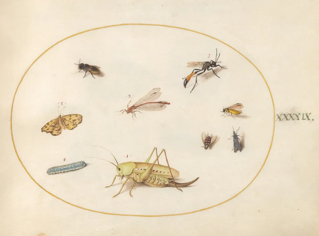Plate 49: A Grasshopper, a Caterpillar, a Butterfly, a Moth, and Other Insects, by Joris Hoefnagel, gouache, 1594
