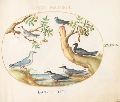Plate 49: Gulls with a Carob Tree and a Pistachio Tree(?), by Joris Hoefnagel