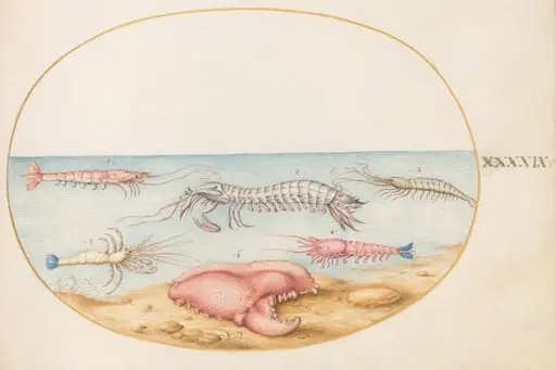 Plate 49: Mantis Shrimp and the Claw of a European Crayfish, by Joris Hoefnagel