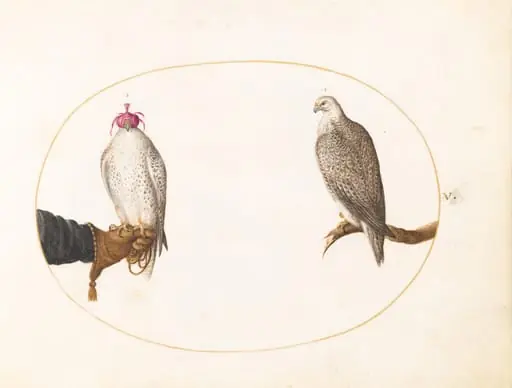 Plate 5: A Hooded Falcon and Its Wild Counterpart, by Joris Hoefnagel