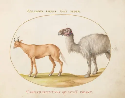Plate 5: An Ox and a Camel, by Joris Hoefnagel