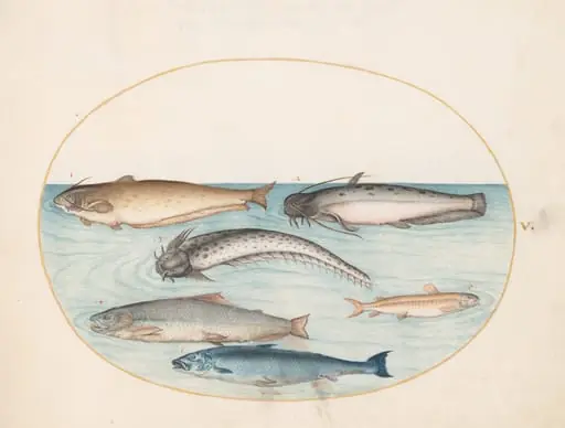 Plate 5: Three Catfish, a Salmon, and Two Other Fish, by Joris Hoefnagel
