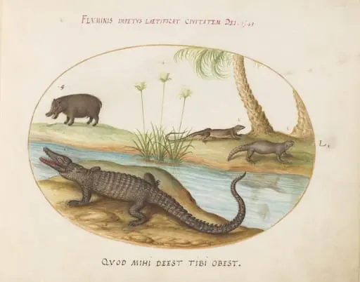 Plate 50: A Crocodile, a Hippopotomus, a Land Crocodile or Tegu Lizard(?), and a Crocodile or Spiny-Tailed Lizard with a Papyrus Plant, by Joris Hoefnagel