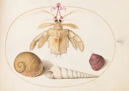 Plate 50: A Partial Mantis Shrimp with Tower Snail Shells, by Joris Hoefnagel