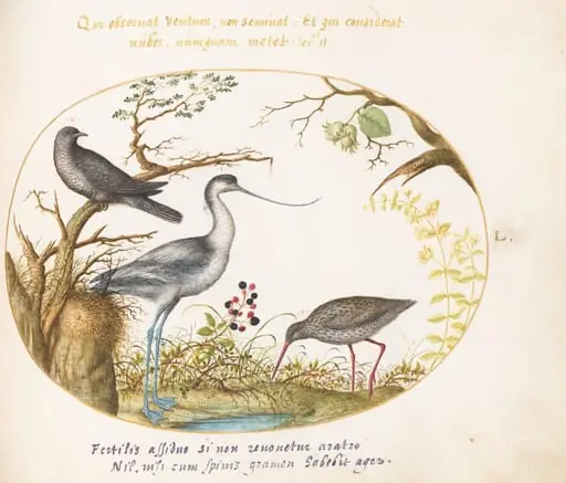 Plate 50: An Avocet with Two Other Birds, by Joris Hoefnagel