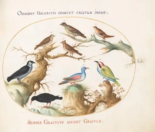Plate 51: Crossbeak, Chough, Bee-Eater, and Other Birds, by Joris Hoefnagel