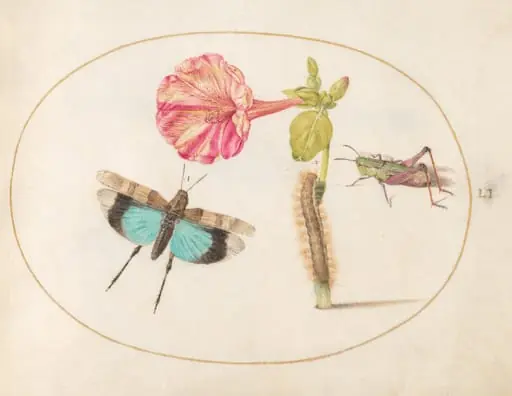 Plate 51: Grasshoppers and a Caterpillar with a Four O'Clock Flower, by Joris Hoefnagel