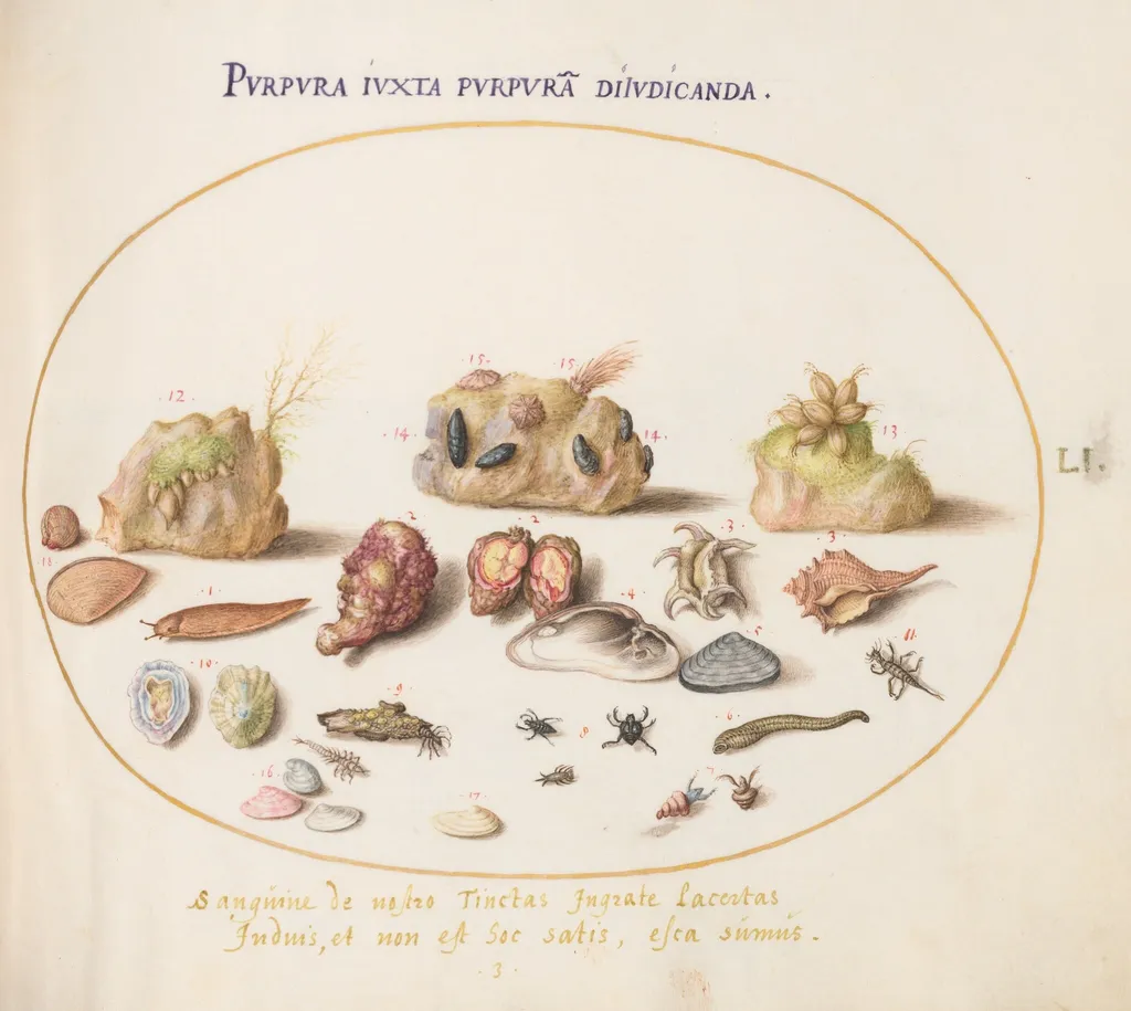 Plate 51: Murex Mollusks, Shells, Hermit Crabs, a Slug, Insects, and Other Sea Life, by Joris Hoefnagel, gouache, 1594