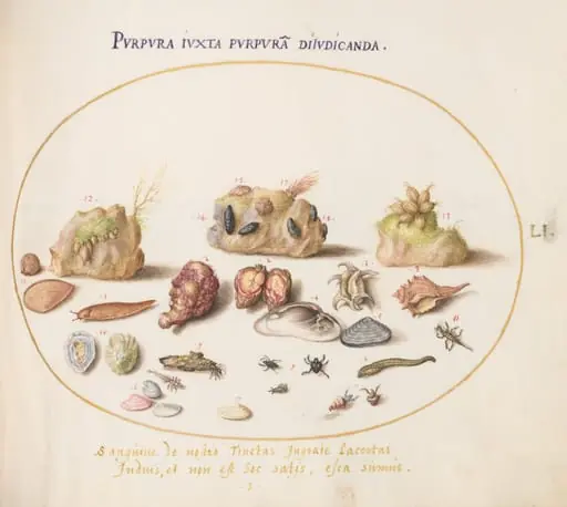 Plate 51: Murex Mollusks, Shells, Hermit Crabs, a Slug, Insects, and Other Sea Life, by Joris Hoefnagel