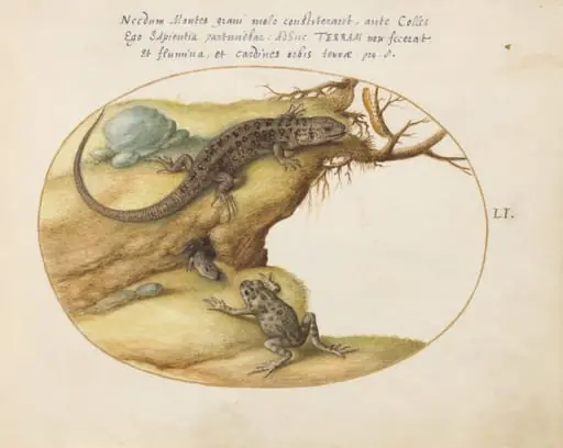 Plate 51: Two Sand Lizards, a Common Parsley Frog(?), and a Caterpillar, by Joris Hoefnagel
