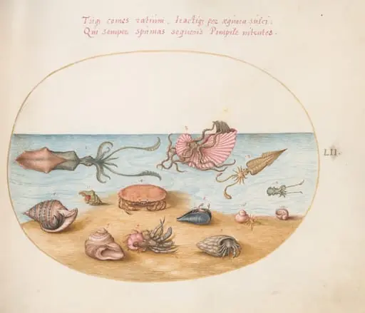 Plate 52: An Argonaut, Squid, Hermit Crabs, Shells, and a Crab, by Joris Hoefnagel