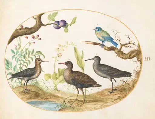 Plate 52: Blue Tit with Three Wading Birds and a Fig Tree, by Joris Hoefnagel