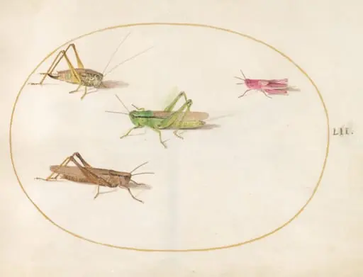 Plate 52: Four Grasshoppers, by Joris Hoefnagel