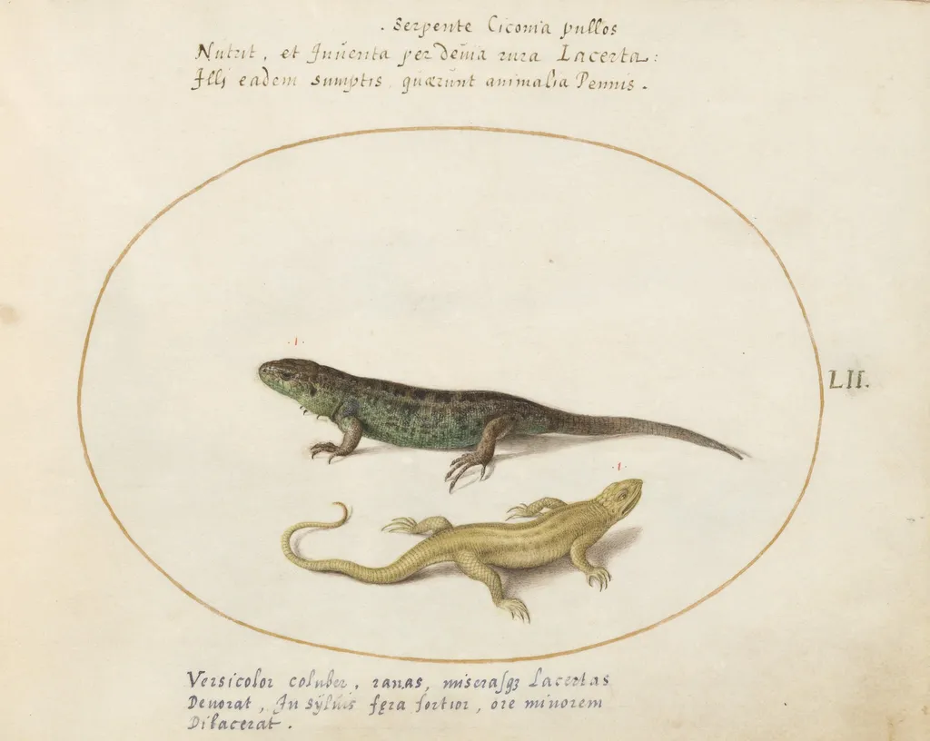 Plate 52: Two Sand Lizards, by Joris Hoefnagel, gouache, 1594