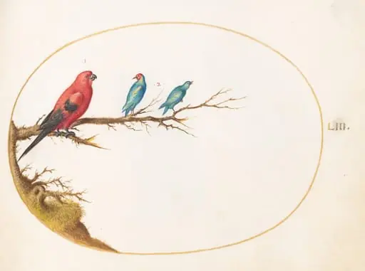 Plate 53: Three Brightly Colored Birds, including a Brazilian Tanager(?), by Joris Hoefnagel