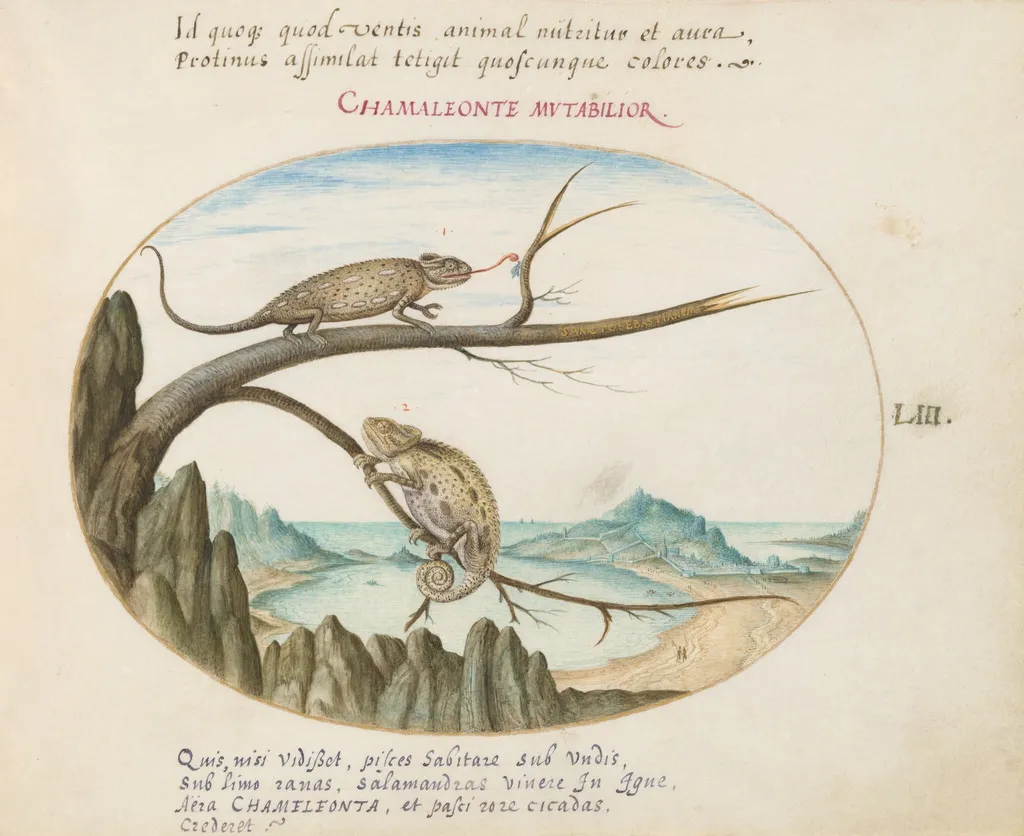 Plate 53: Two Common or Mediterranean Chameleons above San Sebastián, Spain, by Joris Hoefnagel, gouache, 1594