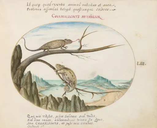 Plate 53: Two Common or Mediterranean Chameleons above San Sebastián, Spain, by Joris Hoefnagel