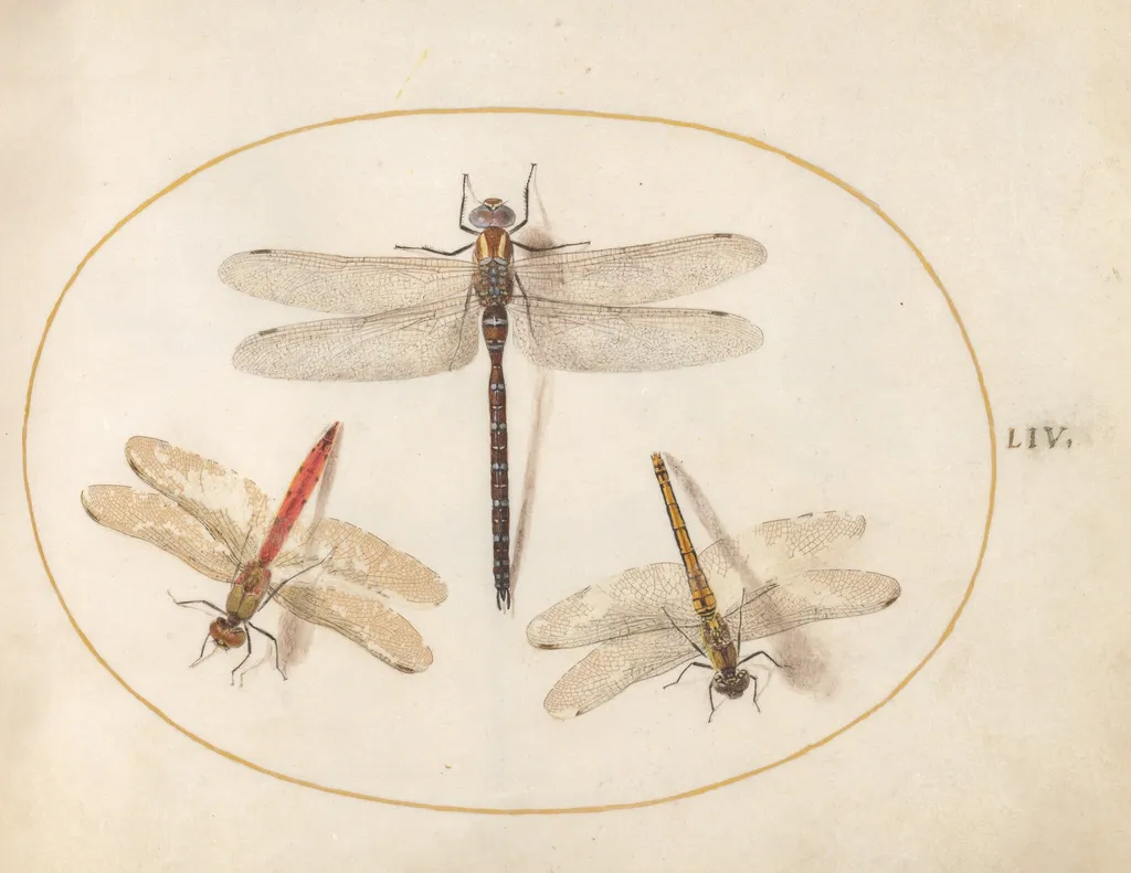 Plate 54: Hairy Dragonfly and Two Darters, by Joris Hoefnagel, gouache, 1594