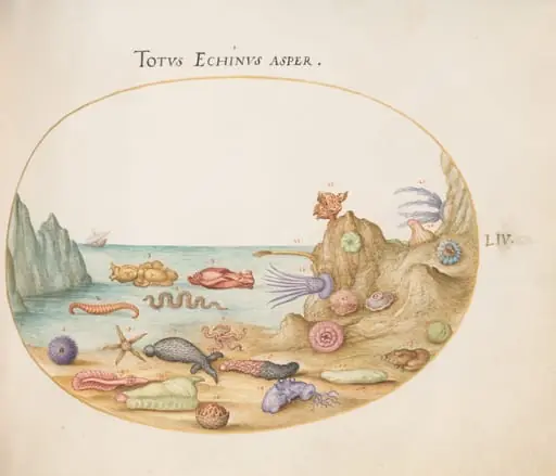 Plate 54: Sea Cucumbers, Sea Urchins, Starfish, a Sea Nettle, a "Sea Hare," and Other Marine Life, by Joris Hoefnagel