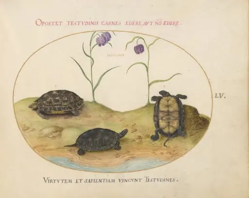 Plate 55: A Hermann's or Greek Tortoise, Two European Pond Turtles, and Two Fritillaria, by Joris Hoefnagel