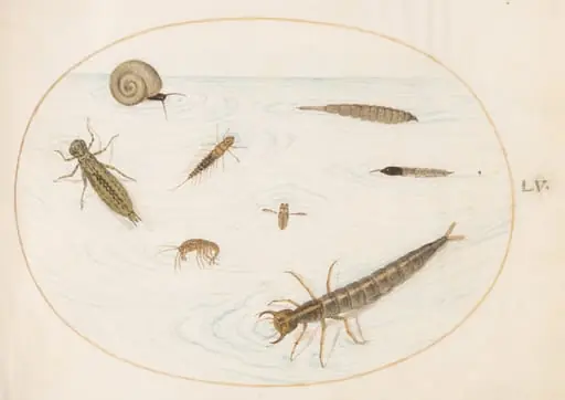 Plate 55: Aquatic Insects and Invertebrates, Including a Snail, by Joris Hoefnagel