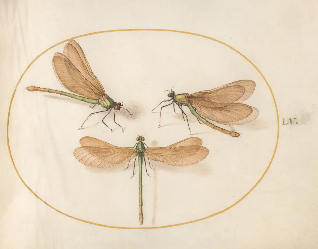 Plate 55: Three Green Damselflies with Brown Wings (Beautiful Desmoiselles?), by Joris Hoefnagel, gouache, 1594