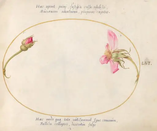 Plate 56: A Rosebud and a Disintegrating Pink Rose, by Joris Hoefnagel