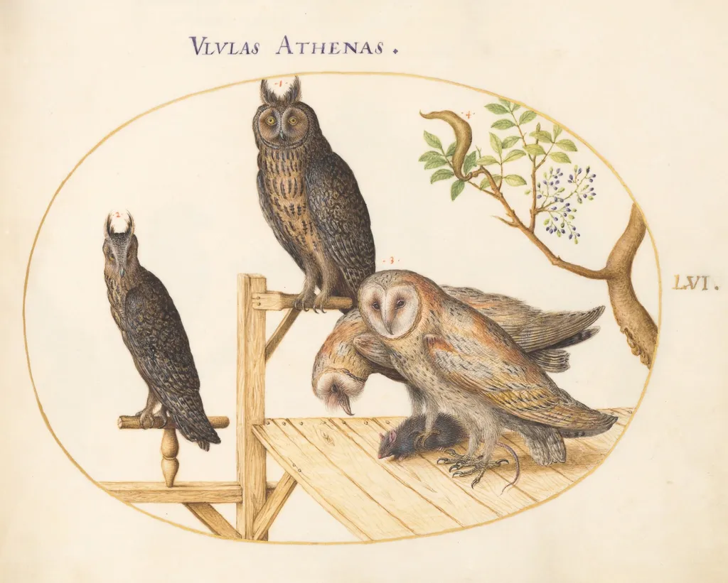 Plate 56: Barn Owls with a Mouse, Eagle Owl(?) and Another Owl, by Joris Hoefnagel, gouache, 1594