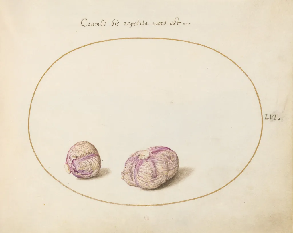 Plate 56: Two Heads of Cabbage, by Joris Hoefnagel, gouache, 1594
