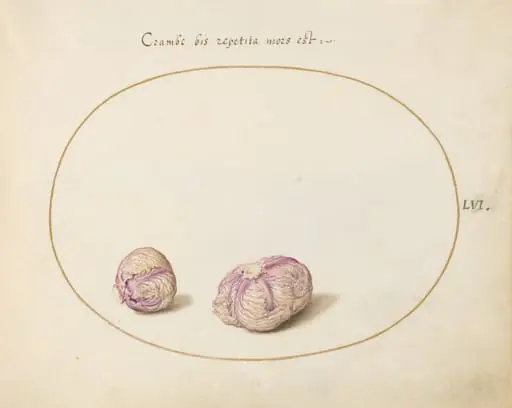Plate 56: Two Heads of Cabbage, by Joris Hoefnagel