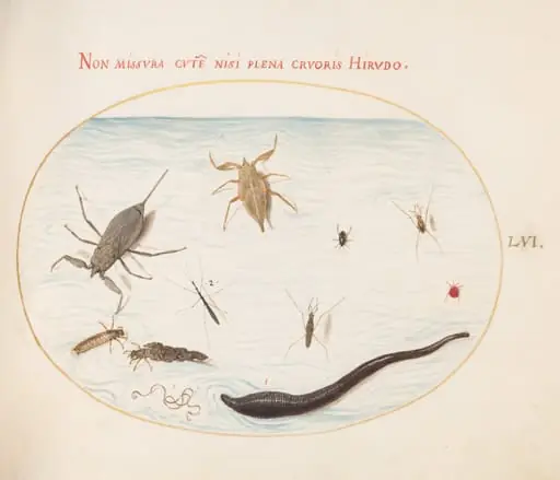 Plate 56: Water Scorpion, Water Measurer, Pond Skater, Red Water Mite, Leech(?), and Other Water Insects, by Joris Hoefnagel