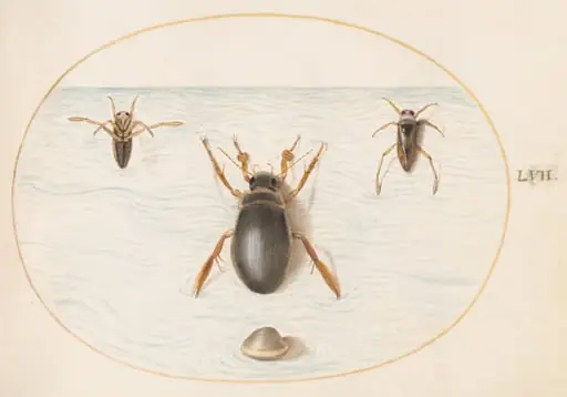 Plate 57: A Diving Beetle and Two Views of a Backswimmer, by Joris Hoefnagel