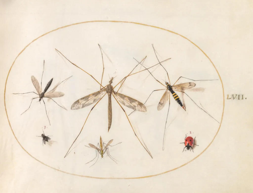 Plate 57: A Ladybug, a Fly, and Four Other Insects, by Joris Hoefnagel, gouache, 1594