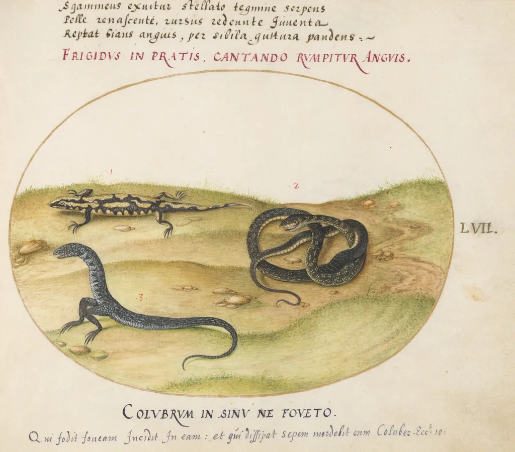 Plate 57: A Snake, a Fire Salamander, and a Snakelike Creature with Two Legs, by Joris Hoefnagel, gouache, 1594