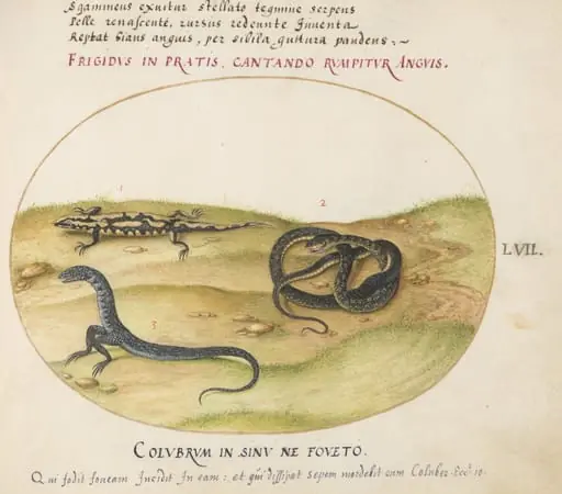 Plate 57: A Snake, a Fire Salamander, and a Snakelike Creature with Two Legs, by Joris Hoefnagel