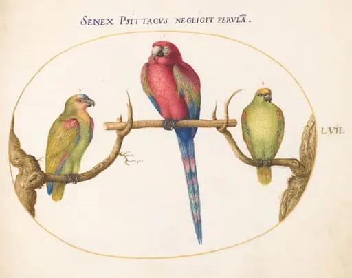 Plate 57: Scarlet Macaw with Two Smaller Green Parrots, by Joris Hoefnagel