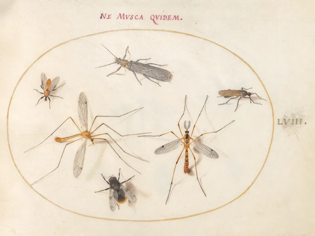 Plate 58: A Bee and Five Other Insects, by Joris Hoefnagel, gouache, 1594