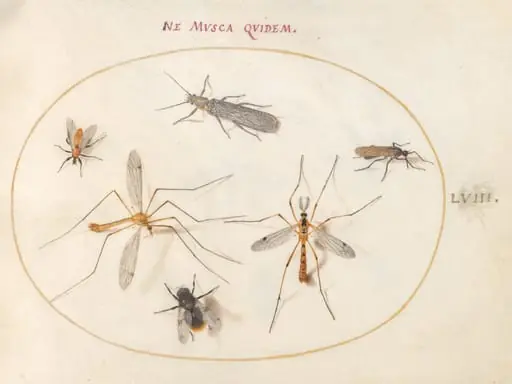 Plate 58: A Bee and Five Other Insects