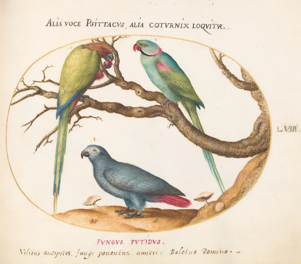 Plate 58: African Gray Parrot, Indian Ring-Necked Parrot, and a Third Parrot, by Joris Hoefnagel, gouache, 1594