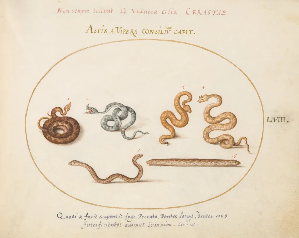 Plate 58: Asps and Vipers, by Joris Hoefnagel, gouache, 1594