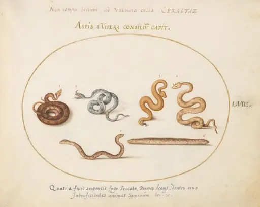 Plate 58: Asps and Vipers, by Joris Hoefnagel