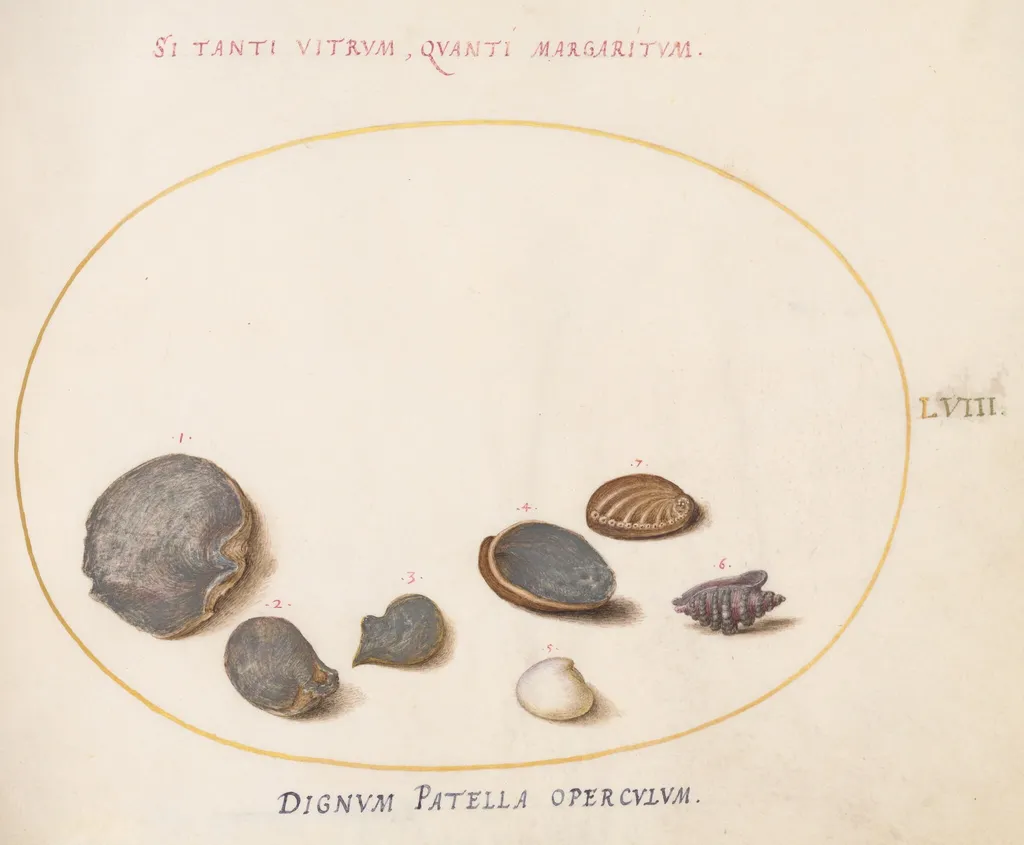 Plate 58: Shells, including Abalone(?), by Joris Hoefnagel, gouache, 1594
