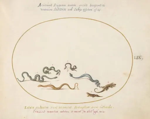 Plate 59: Snakes and a Lizard, by Joris Hoefnagel