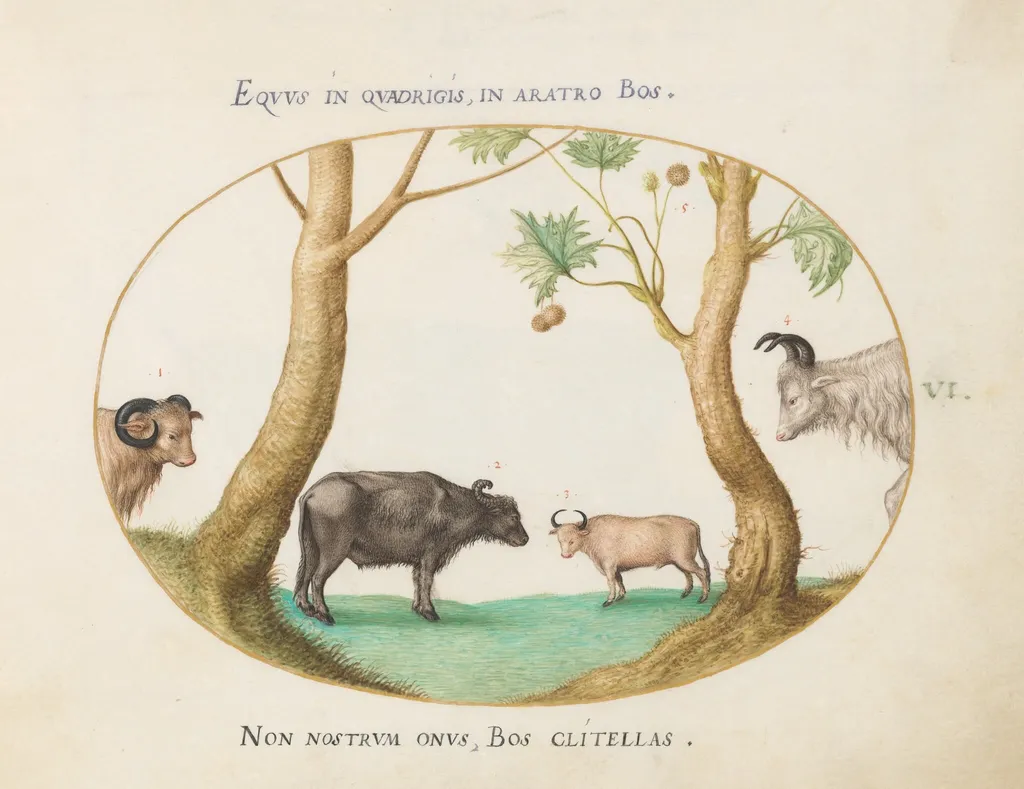 Plate 6: A Variety of Oxen with a Ram and a Water Buffalo(?) by a Plane Tree, by Joris Hoefnagel, gouache, 1594
