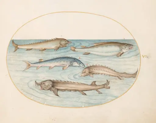 Plate 6: Five Catfish and Sturgeon(?), by Joris Hoefnagel