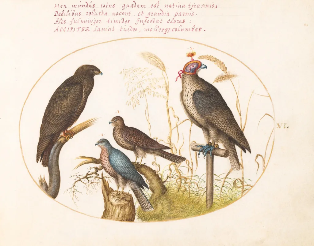 Plate 6: Four Birds of Prey, Including a Sparrowhawk(?), by Joris Hoefnagel, gouache, 1594