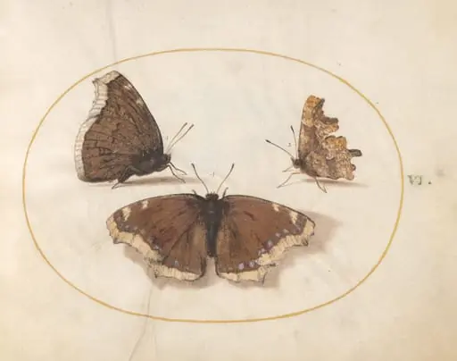 Plate 6: Two Views of a Mourning Cloak (Camberwell Beauty) Butterfly with a Comma Butterfly, by Joris Hoefnagel